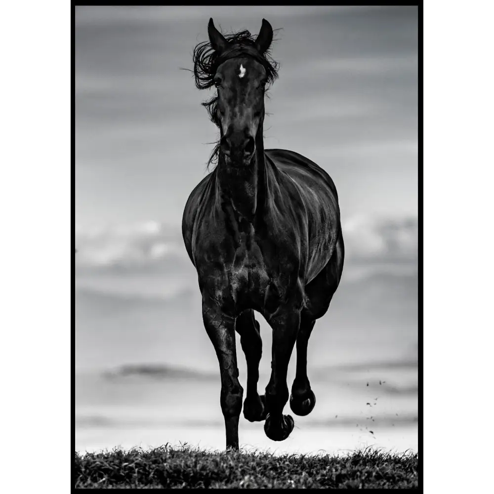 Black Horse Poster