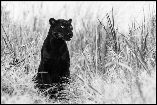 Black Leopard Poster