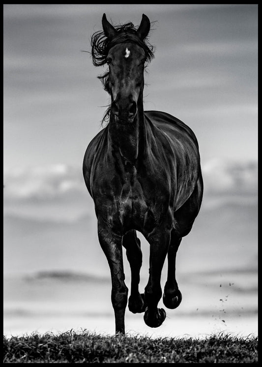 Black Horse Poster