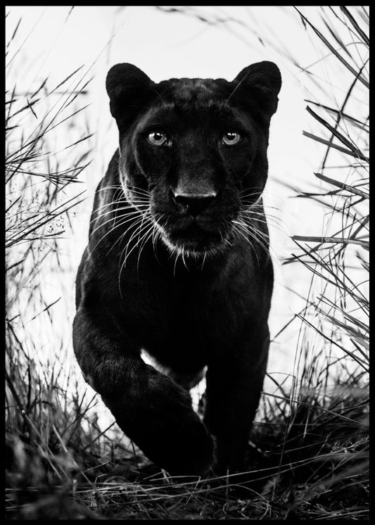 Black Leopard No2 Poster