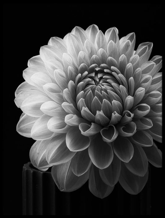 Dahlia No2 Poster