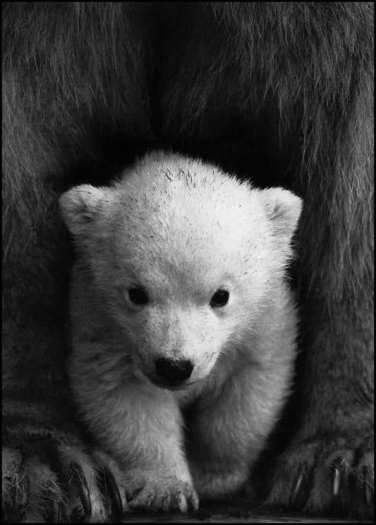 Polarbear Baby Poster