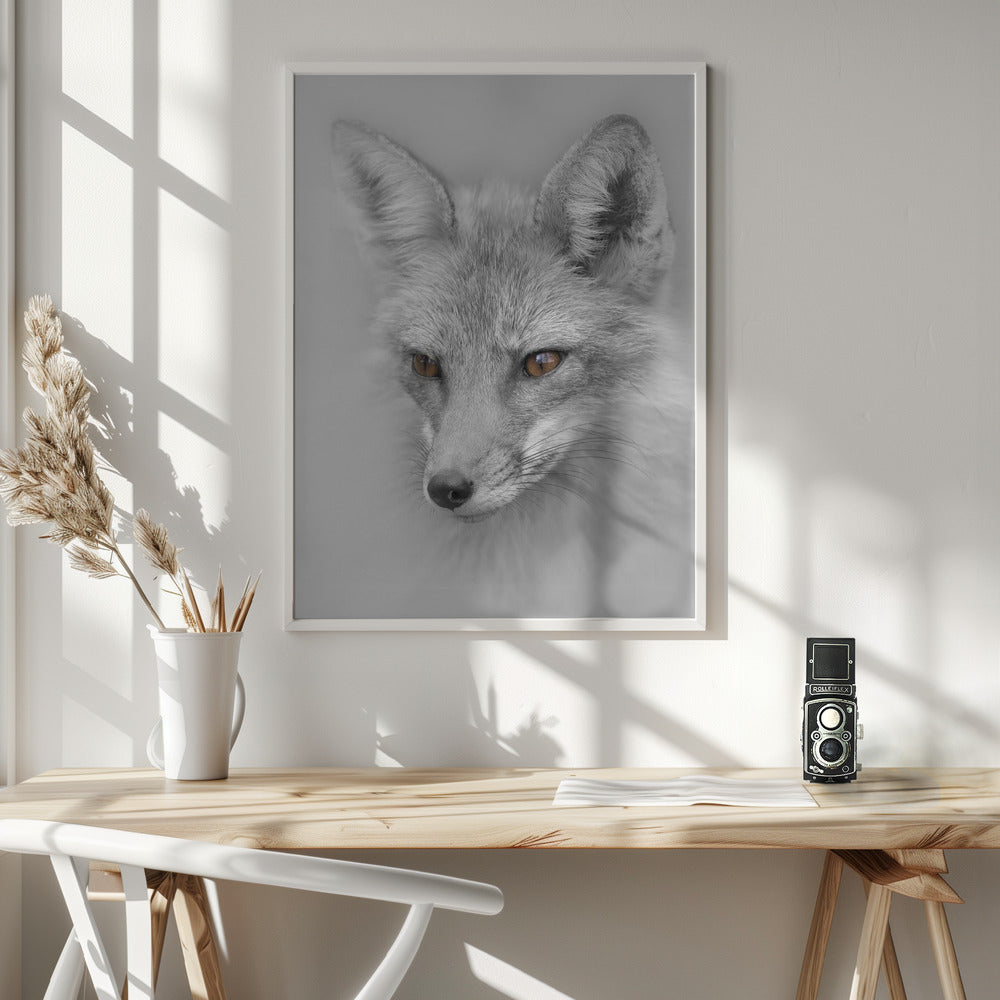 Red Fox Portrait Poster