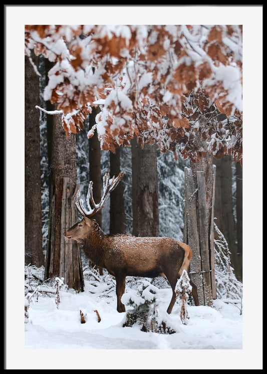 Deer Poster