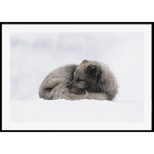 Arctic Fox Poster