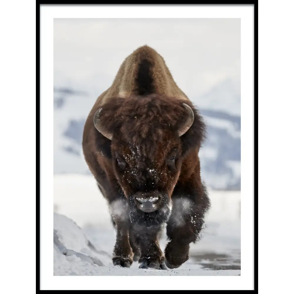 Bison Incoming Poster