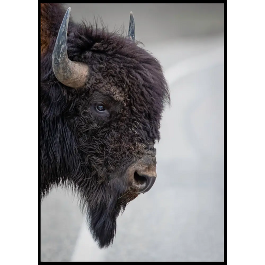 Bison Poster