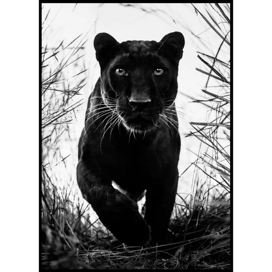 Black Leopard No2 Poster