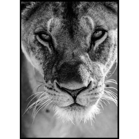 Lioness No3 Poster