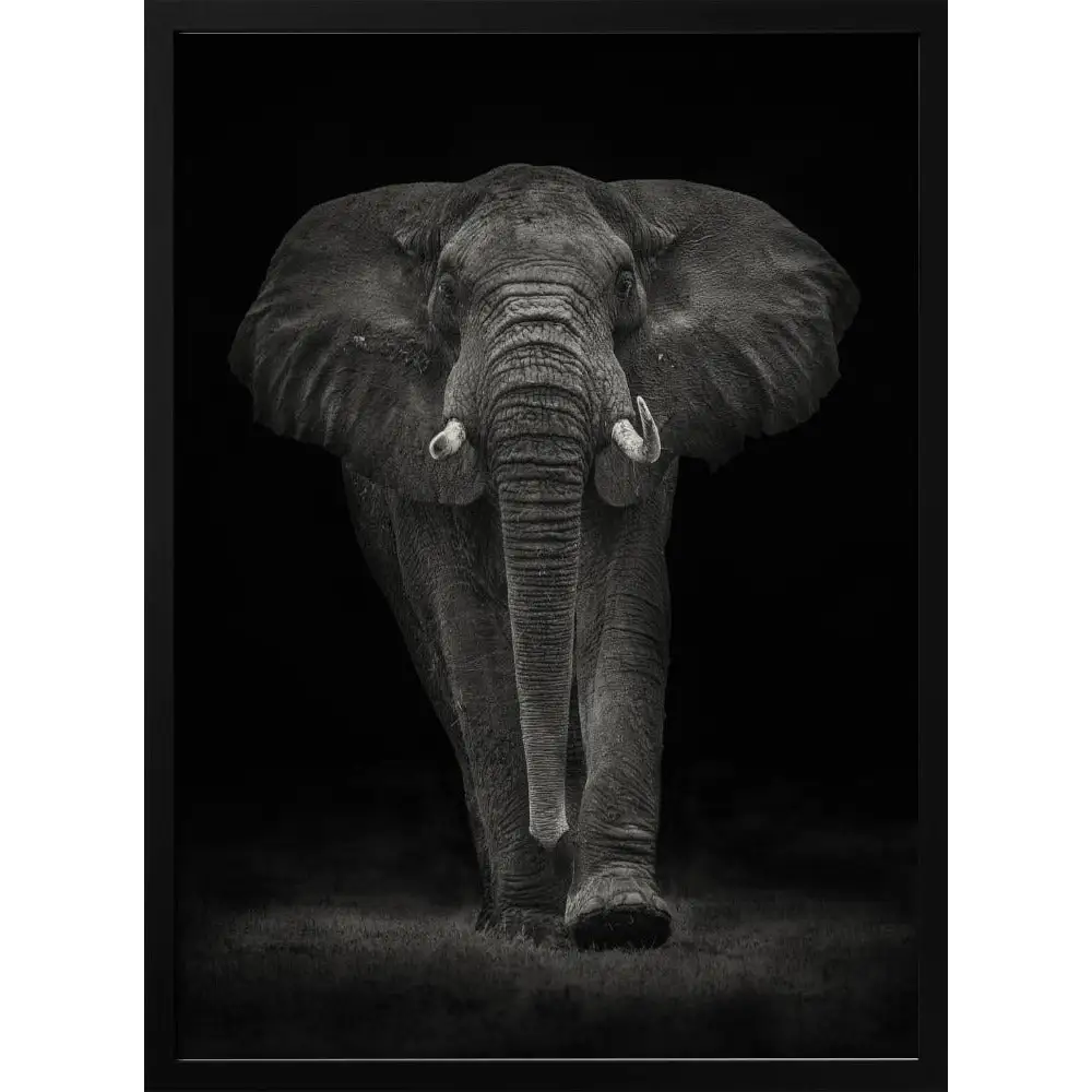 Ngorongoro Bull Poster - 1536744