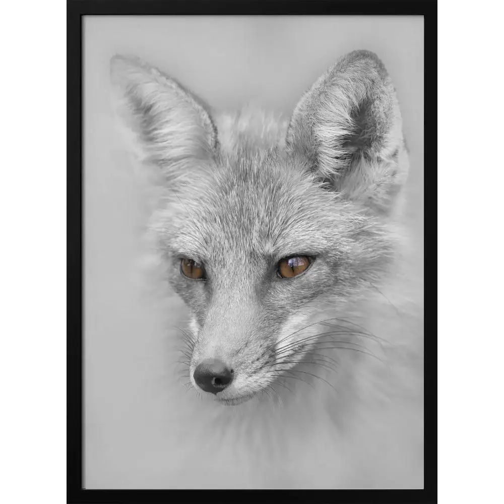 Red Fox Portrait Poster - 2073822