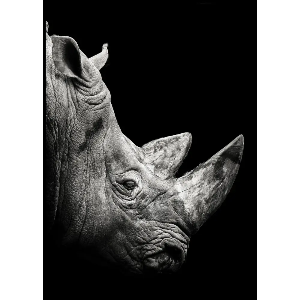 Rhino Poster
