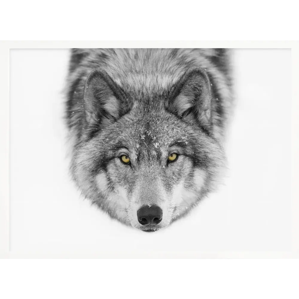 Timber Wolf No2 Poster - 1636478