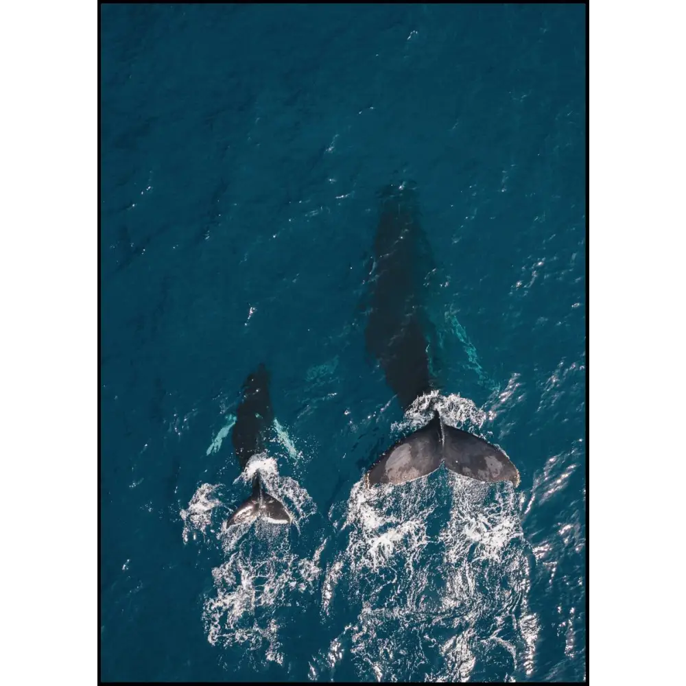 Whale Family Poster
